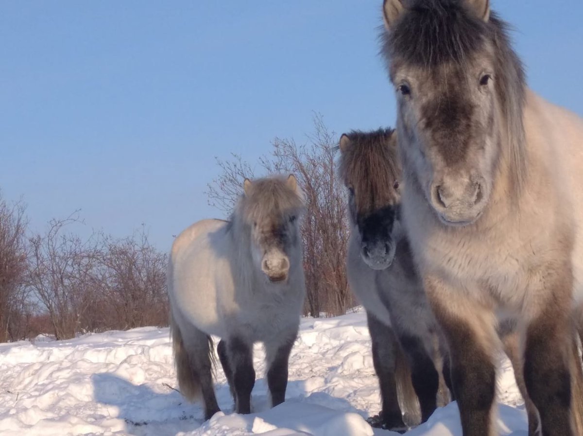 Yakut horses in the Pleistocene Park. The picture was taken by one of the park rangers in early March.