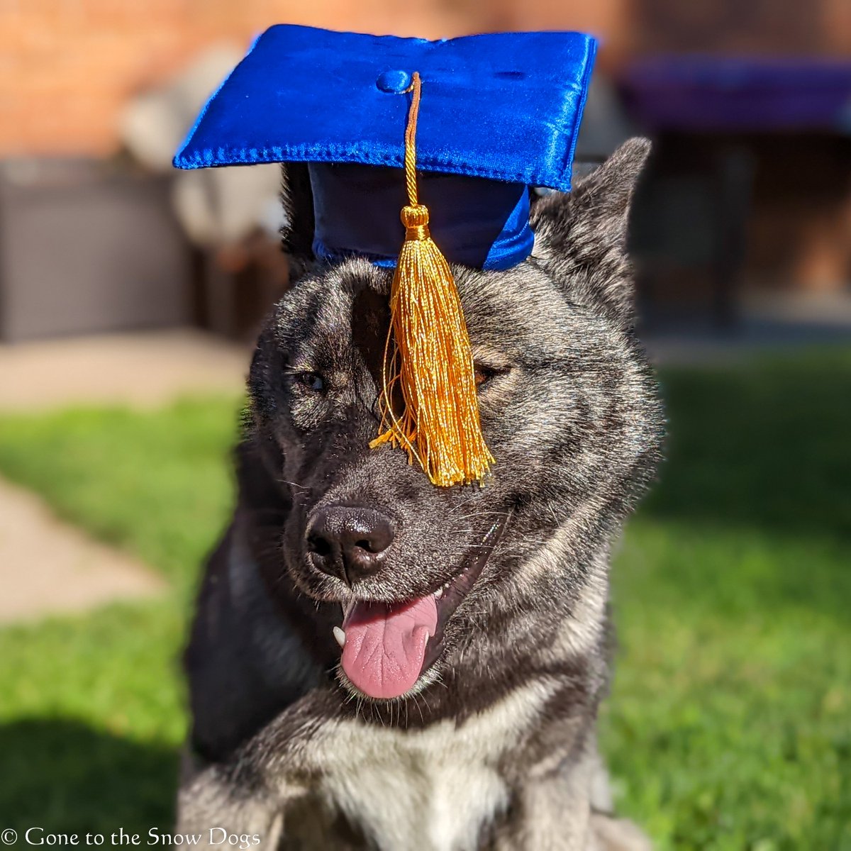 I am SO behind on editing photos!  One of my goals for 2023 was to get back on track with my photo editing!  Can it be done? Well I am not sure, but I can try!  These were taken last July, 2022 of our dog Eleanor after she graduated training classes.  She is currently enrolled in