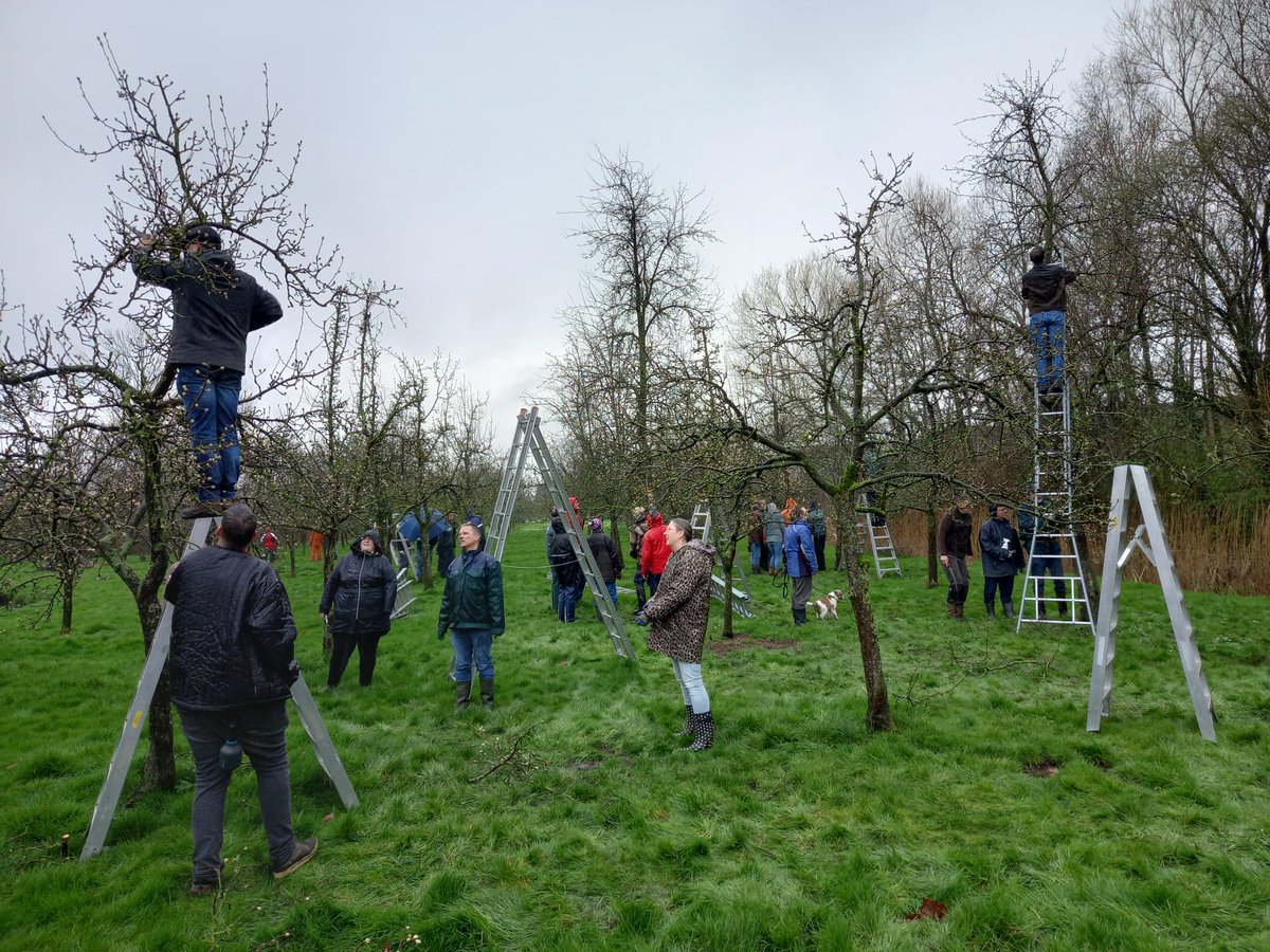 LBFriesland's tweet photo. De bikkels van onze snoeicursus fruitbomen gingen afgelopen zaterdag in regen en wind aan de slag. Zo brachten ze de opgedane kennis van twee avonden in de praktijk. De snert na afloop smaakte heerlijk! https://t.co/DcjeJd1ArE