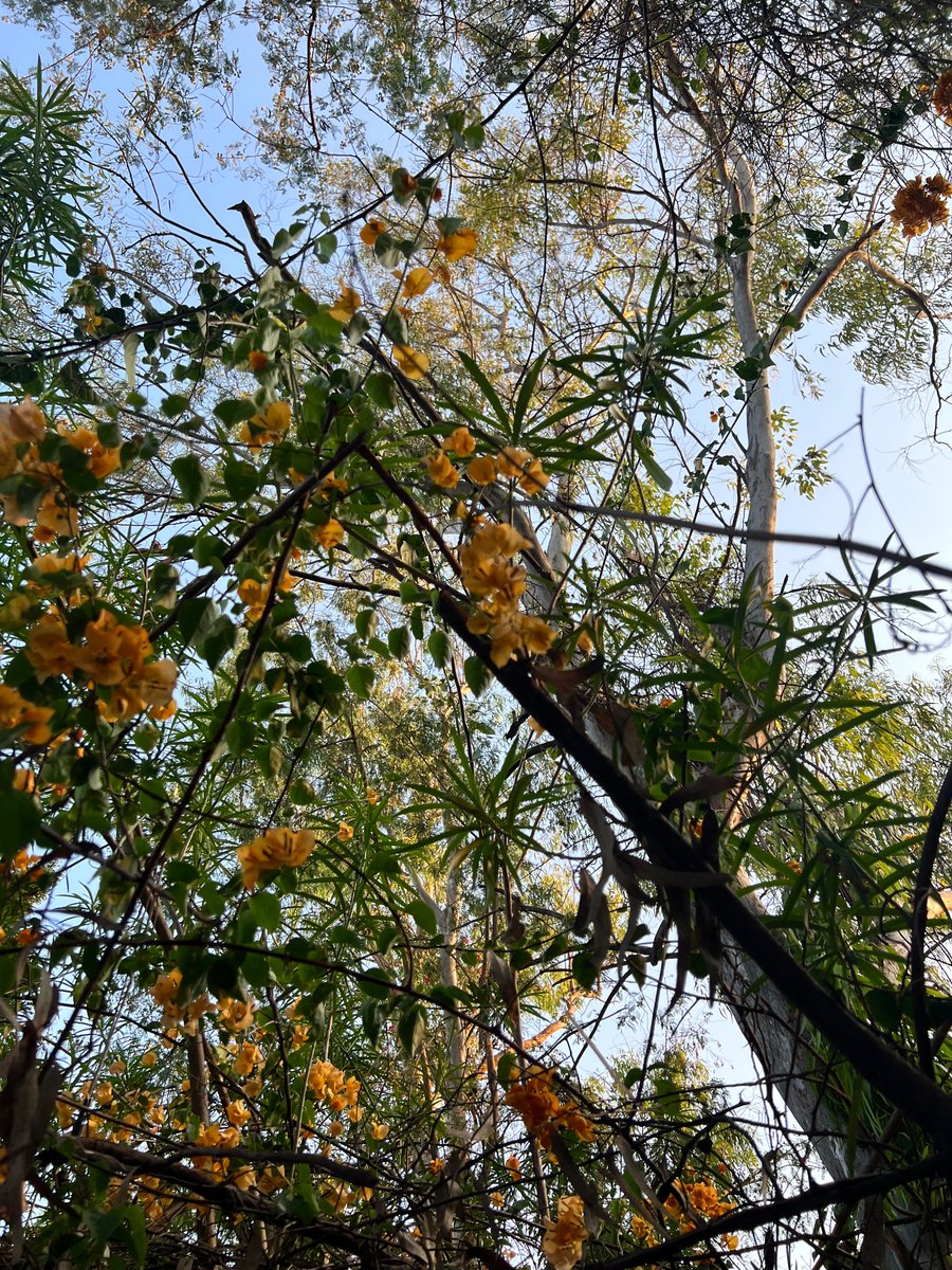 ReallySwara's tweet photo. I’ve said this before.. to have a conscience and be living in #India today means to exist in a perennial state of despairing rage. 💔
Here look at some flowers.. https://t.co/97BwdgWgJf