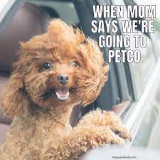 caswell_tara's tweet image. People friendly. They are the perfect campion for any age.
#pet #friend #kidfun #store #petstore #kingcharlescavalier #dog #loveyourpet #lovablepets #summer