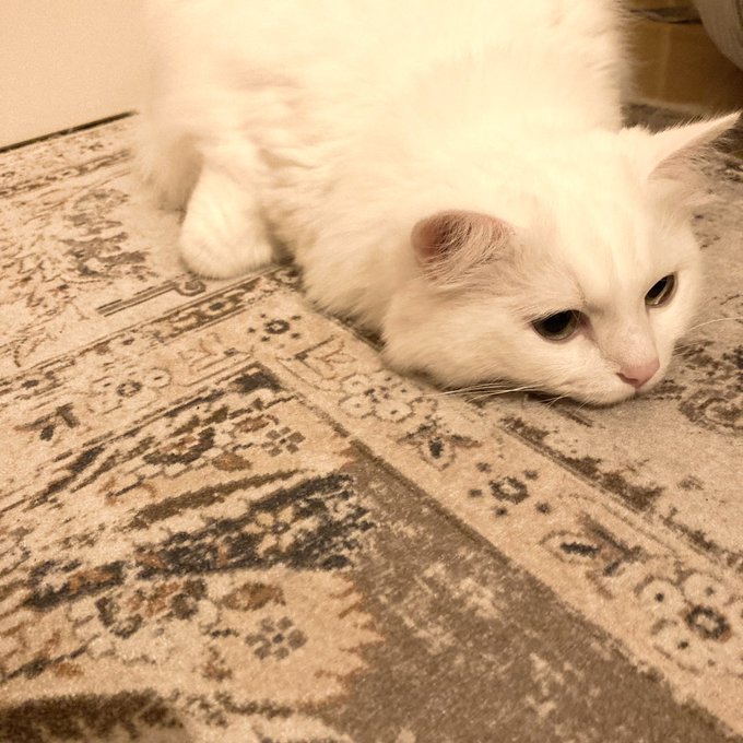 ぐでん🐱#白猫　#マンチカン　#ねこ　#猫　#Cat  #猫好きさんと繋がりたい 