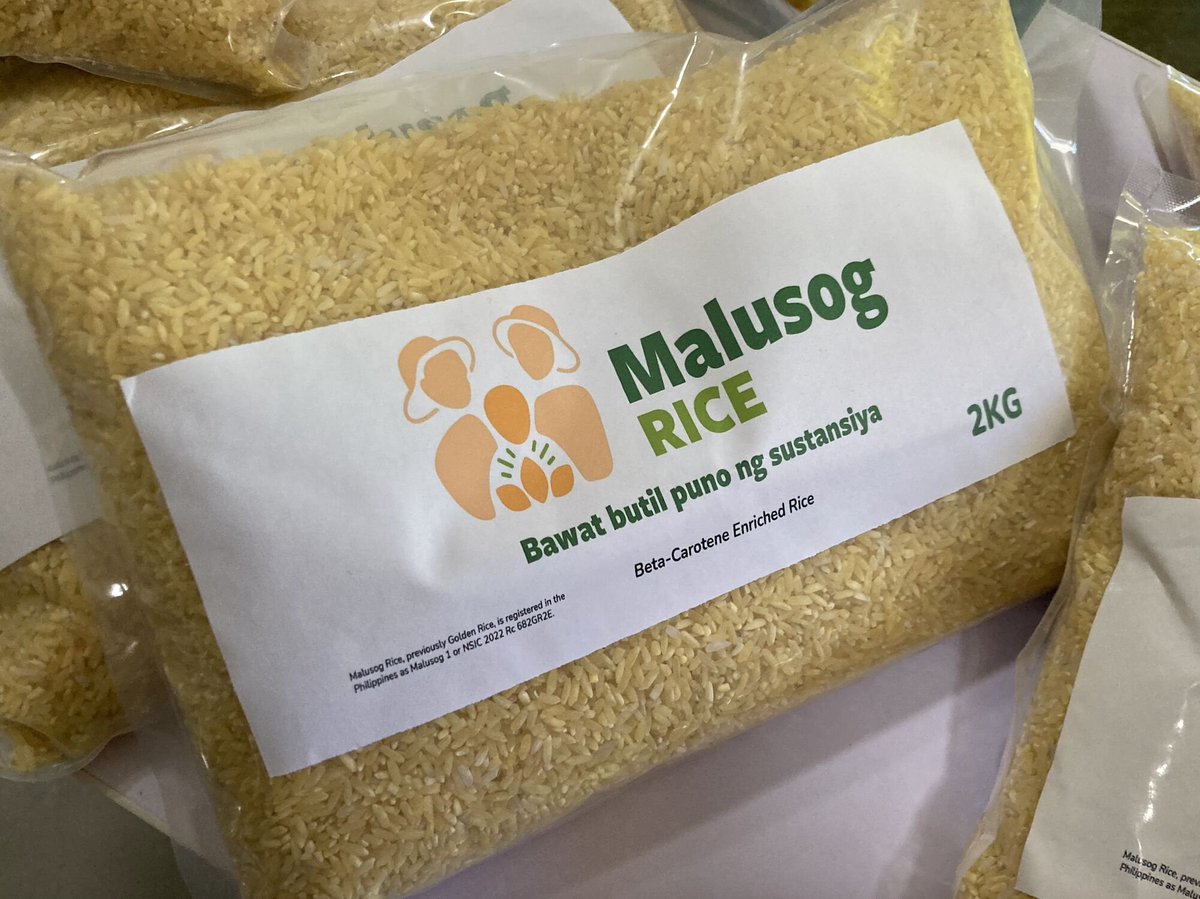 ScienceAlly's tweet photo. Golden rice- a beta carotene enriched rice developed using agricultural biotechnology. 

📷 @sarah_evanega https://t.co/CGNiEL4MqQ