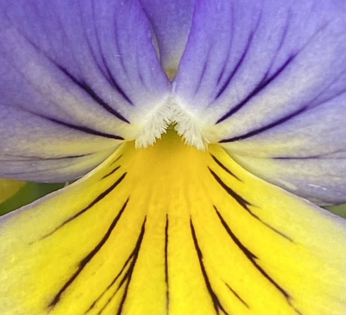 jlVickers47's tweet image. ⁦@DavidMariposa1⁩ #MacroMonday #GeorgiaOKeefe