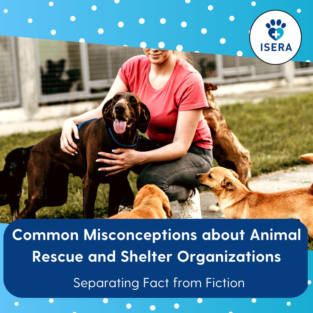 Did you know that shelter animals are usually friendly and well-behaved?
Don't believe the misconceptions about animal rescues and shelters! Our latest post debunks the myths and sheds light on the facts:
 linktr.ee/iseranimals

#animalrescue #shelteranimals #petadoption #ISERA