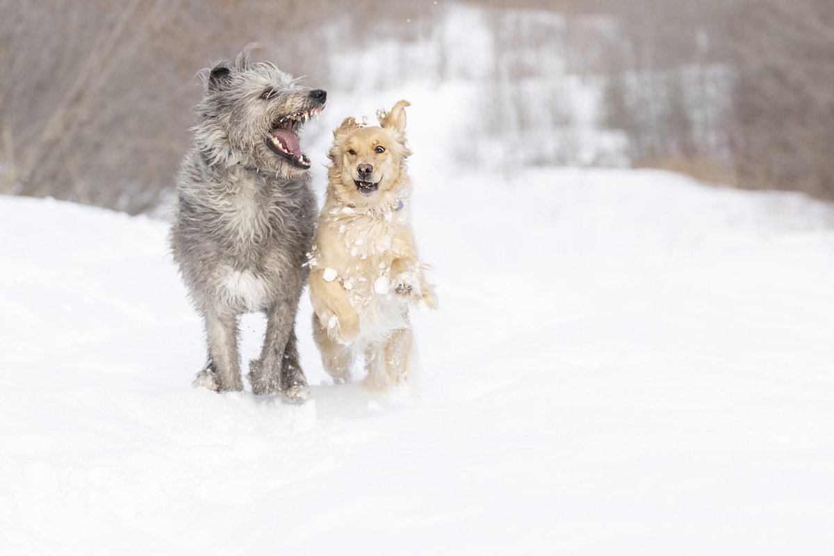 FLeboe's tweet photo. @bunsenbernerbmd Casey and Finnegan https://t.co/e7ydzmbPXz
