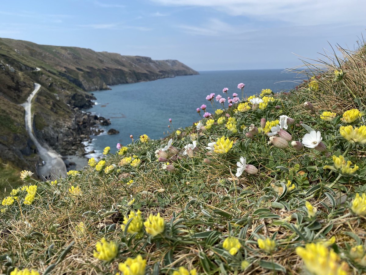 ImagesLundy's tweet photo. The windswept plateau & rocky cliffs of Lundy look rather barren when approaching the island from sea, but a rich & colourful flora, adapted to life in these exposed conditions, is more obvious once on land. #Lundy #thrift #seacampion #sheepsbit #kidneyvetch https://t.co/vZy3ZdpHDl