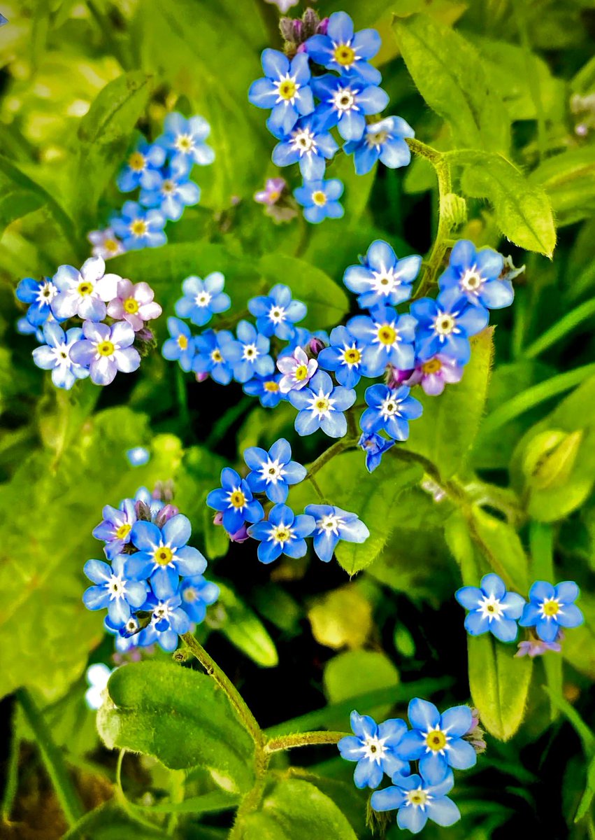 Forget Me Not

#ForgetMeNot #memories #blue #green #flowers #floral #naturephography #nature #NatureBeauty