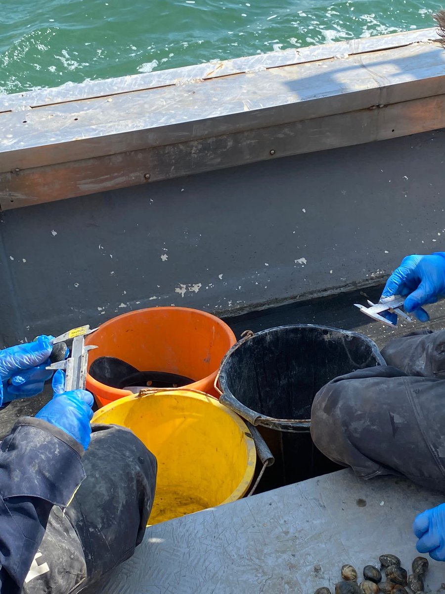 SouthernIFCA's tweet photo. Our officers have been out in #Southampton Water today for Day 1 of the Solent Bivalve Survey. Officers work with a local fishing vessel to sample for commercially important #bivalve species with data helping to inform our management of the Solent Dredge Permit Fishery https://t.co/cF2Csd1plW