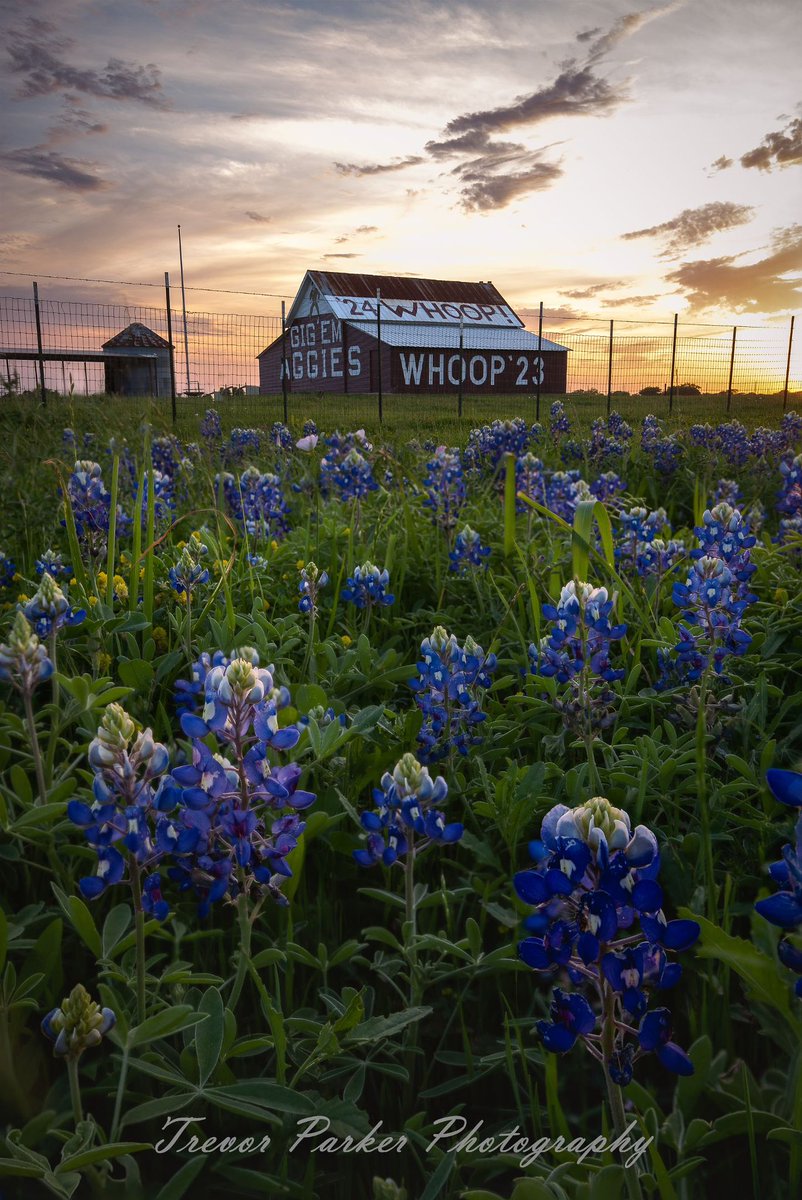 Decided to take a trip out to the Aggie barn this weekend since we’ve had such an incredible bluebonnet bloom this year and I was not disappointed! It’s been a while since I’ve had time for photography, it was a much needed break from research <a href="/TAMU/">Texas A&M University</a> @TAMUNUEN #tamu #Aggies