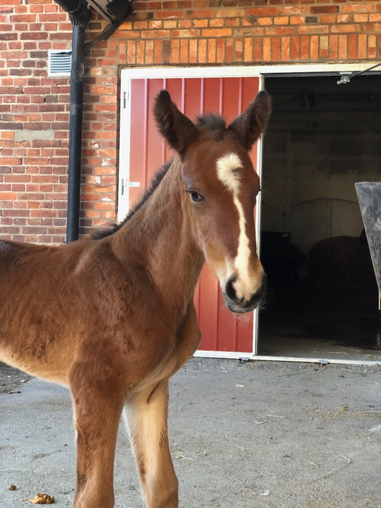 pacetrotting's tweet photo. Årets 2a föl har kommit. Hingst e Six Pack - Ariane dAtout u.Ready Cash.
Stilig kille 💪💪🥰🥰 https://t.co/wXqujLFXdZ
