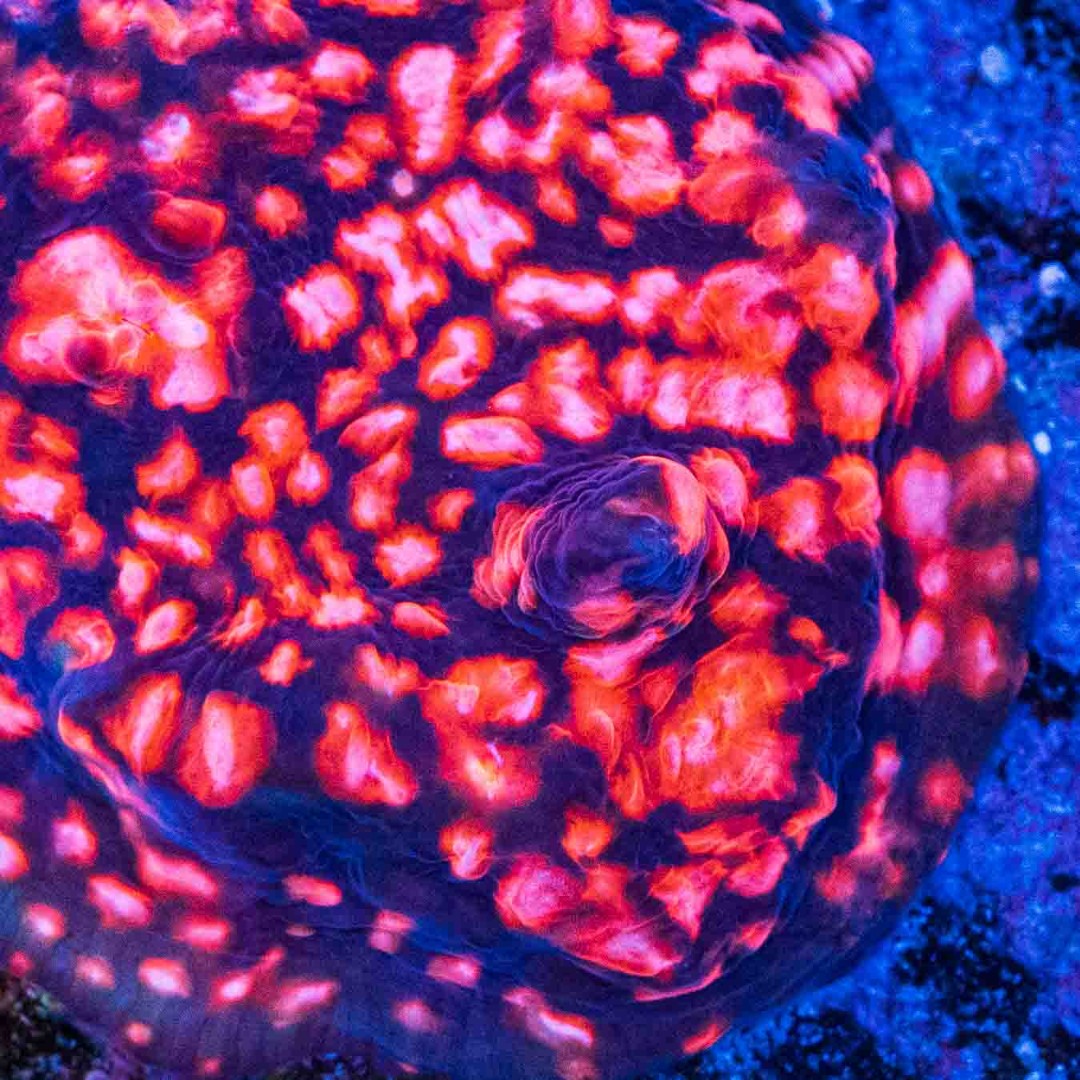 World Wide Corals tweet media