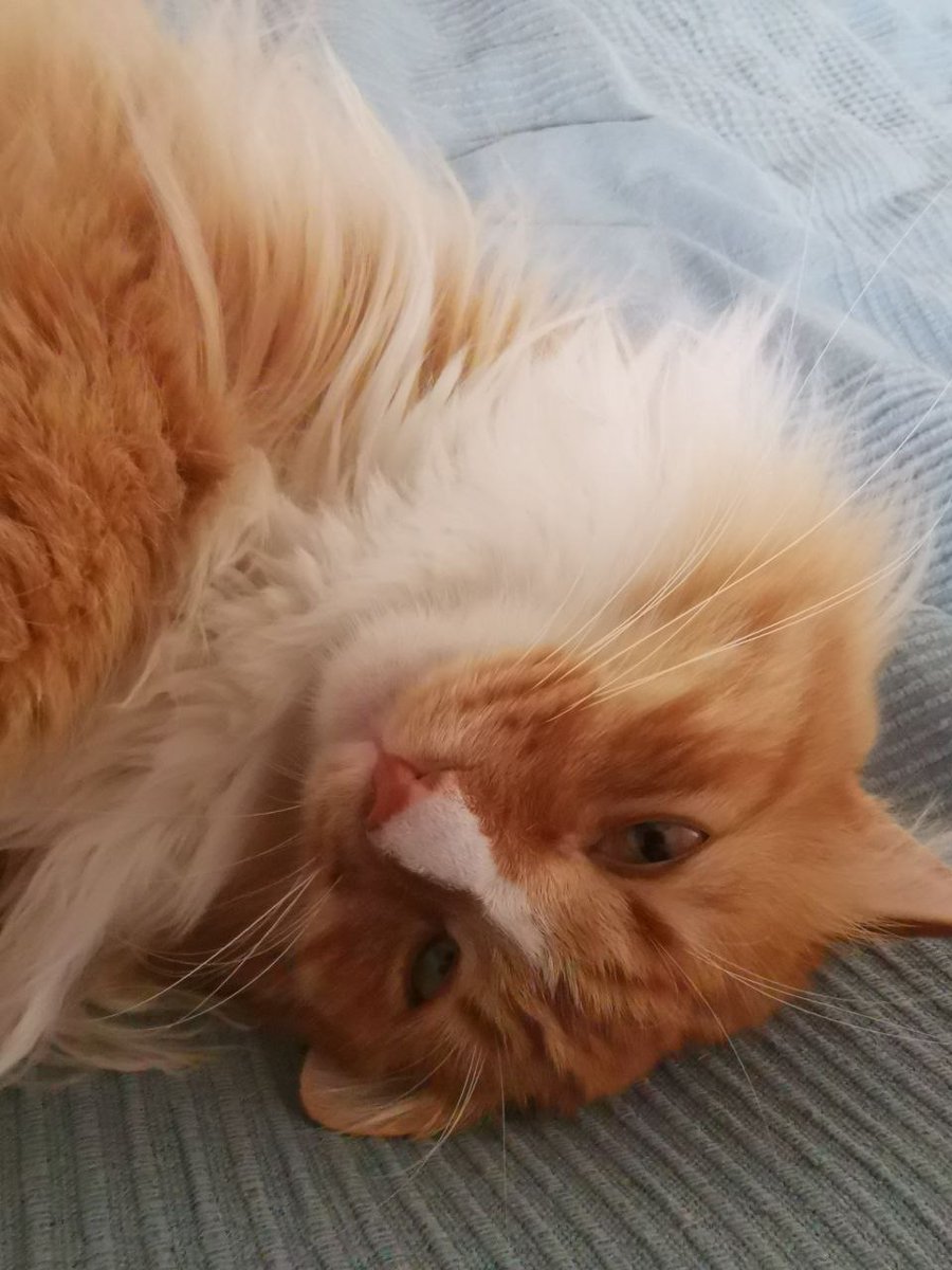 gingerthecat🇺🇦🇬🇧 tweet media