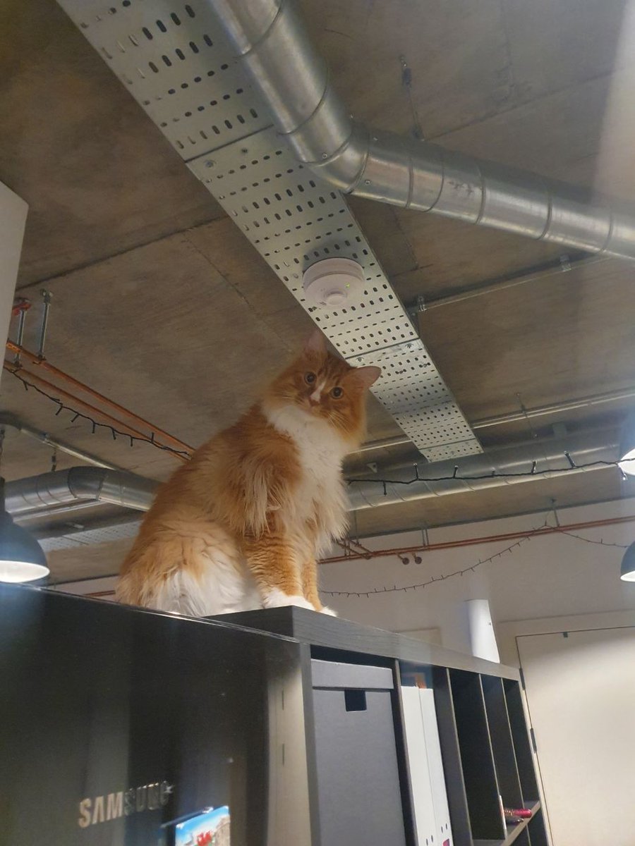 gingerthecat🇺🇦🇬🇧 tweet media