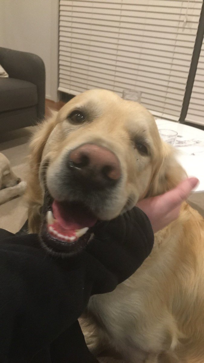arosybud's tweet photo. Harry, my goodest boy 🕊️♥️ 2.4.23 https://t.co/pTkVW1VmlR
