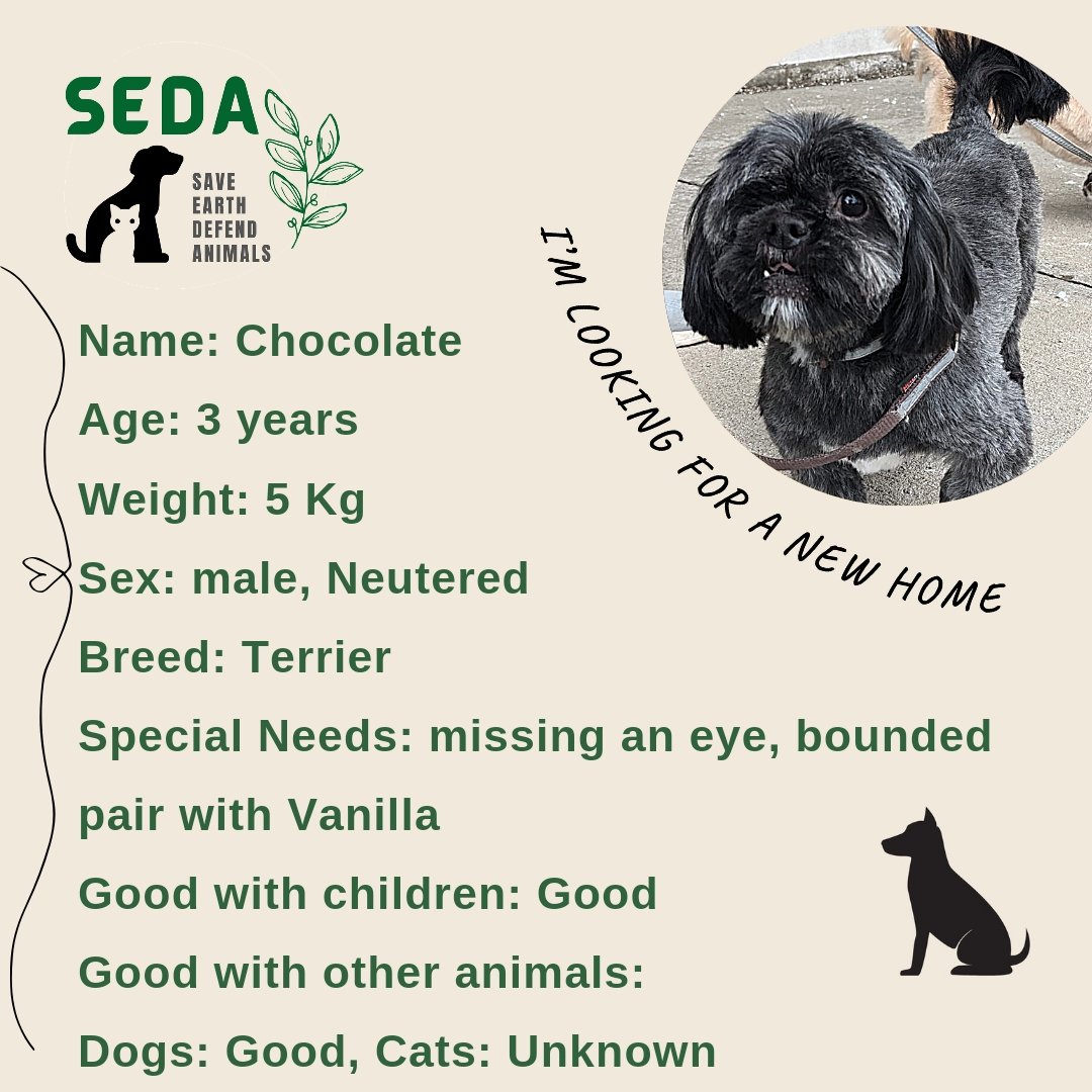 SEDAfoundation's tweet photo. We have an adorable bounded pair ready for adoption in Toronto or Montreal!!
Please #retweet to help them find their forever home, they've been through a lot and they deserve the best family!!
#torontodog #adopttoronto #RetweeetPlease  #AdoptDontBuy #adoptus #adoptme https://t.co/yAcoQkh7Zb