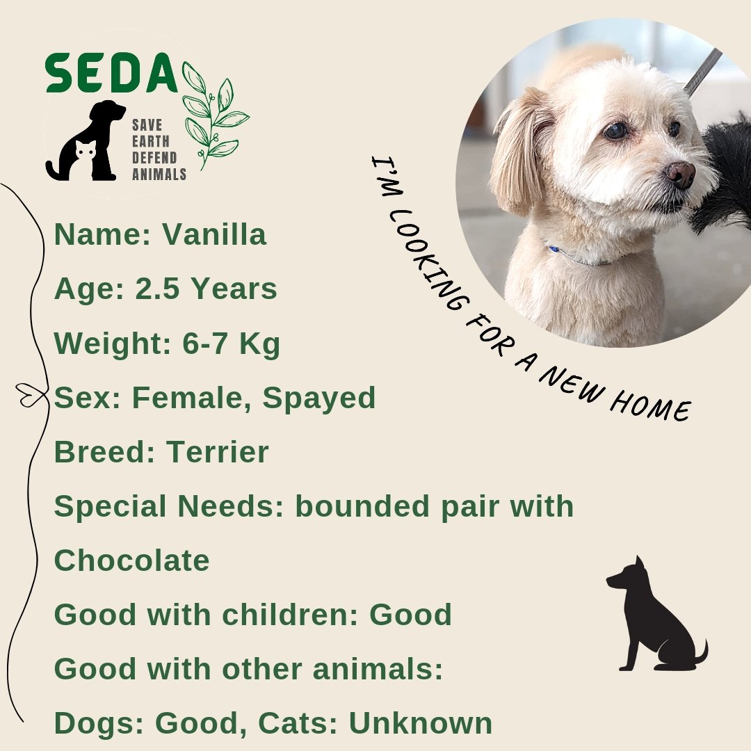 SEDAfoundation's tweet photo. We have an adorable bounded pair ready for adoption in Toronto or Montreal!!
Please #retweet to help them find their forever home, they've been through a lot and they deserve the best family!!
#torontodog #adopttoronto #RetweeetPlease  #AdoptDontBuy #adoptus #adoptme https://t.co/yAcoQkh7Zb