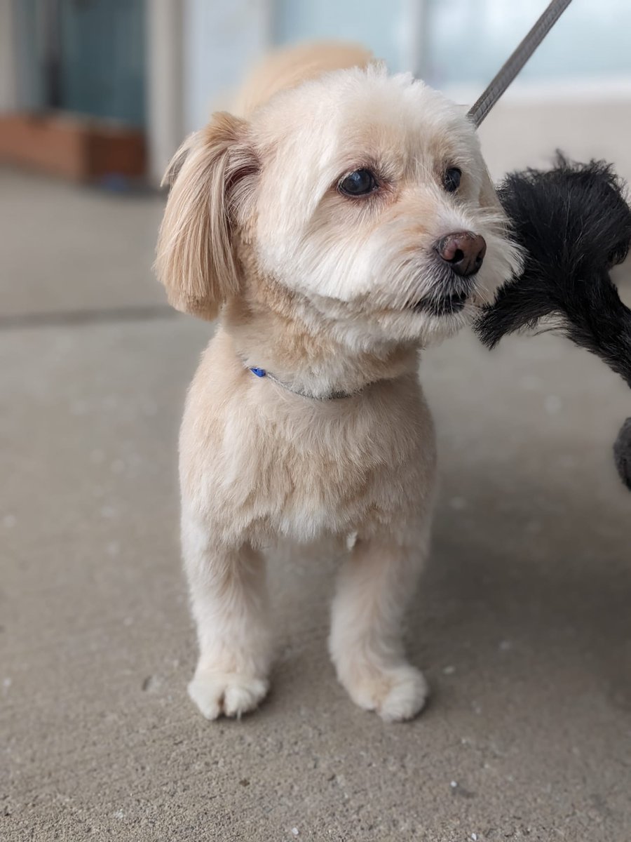 SEDAfoundation's tweet photo. We have an adorable bounded pair ready for adoption in Toronto or Montreal!!
Please #retweet to help them find their forever home, they've been through a lot and they deserve the best family!!
#torontodog #adopttoronto #RetweeetPlease  #AdoptDontBuy #adoptus #adoptme https://t.co/yAcoQkh7Zb