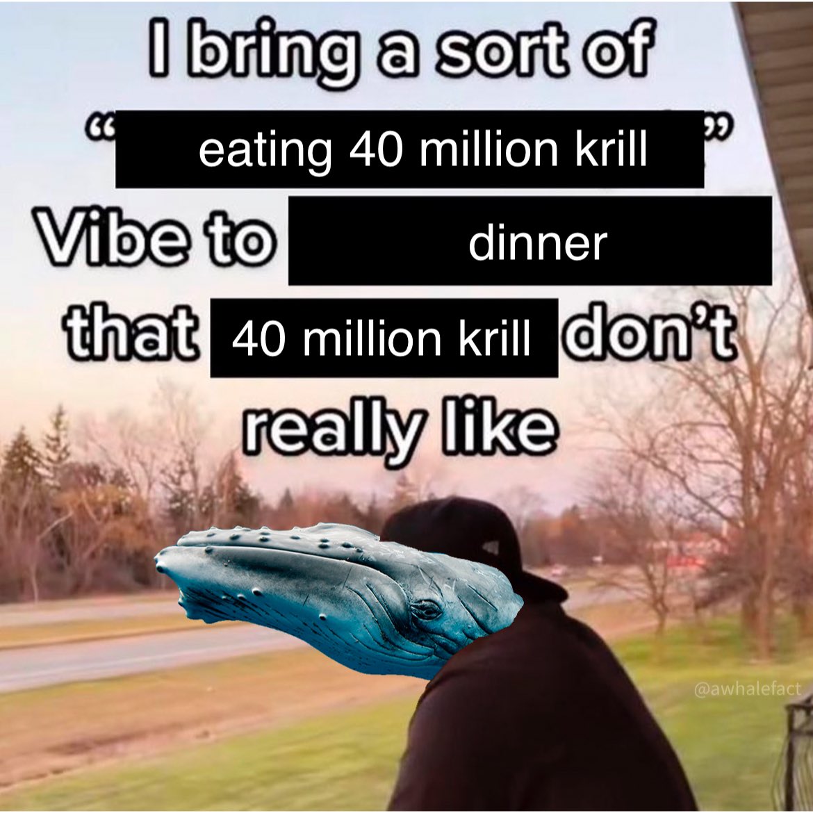 whalefact tweet media