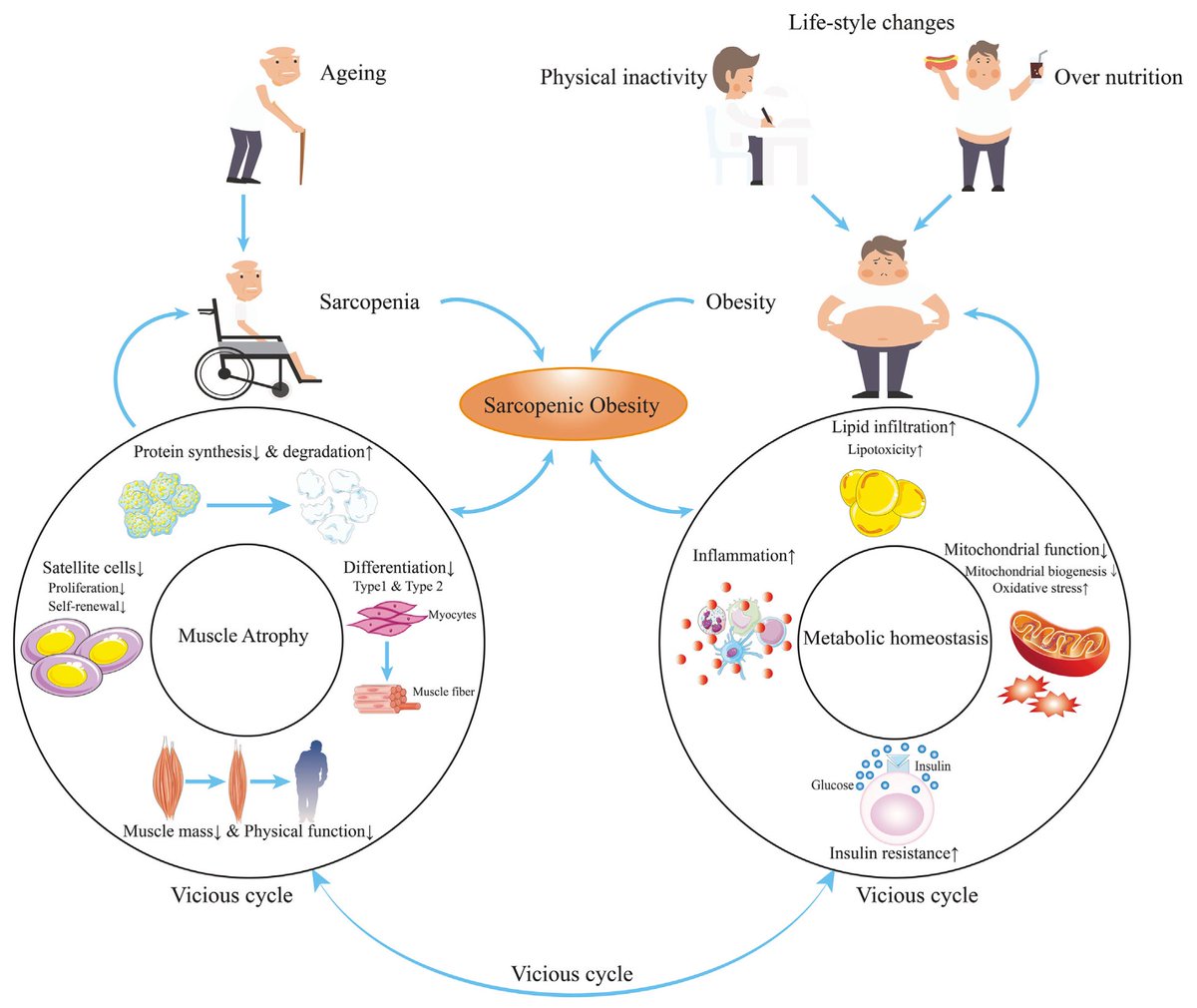Christoph Burch on Twitter "Vicious cycle of sarcopenic obesity https