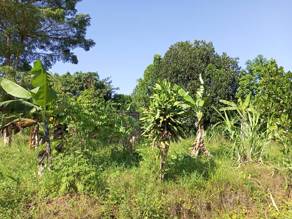 shukranproperty's tweet photo. ๐ฅQUICK SALE ๐ฅ
๐LAND FOR SALE IN BUDDO ,KISOZI.
๐ #45Decimals with ready private Mailo land title.
๐Located in #Buddo Kisozi near Bayan Learning Center.
๐Priced at #100m Ugx..for inspection call 0706592177 https://t.co/02LUGNQ23I