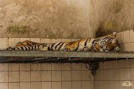 ECOAlphaTango's tweet photo. 📷NEGLECT AND ANIMAL ABUSE seem to be the norm at the #KarachiZoo.

@KmcPakistan
@Hafeezreporter
@arifanoor72
@Dawn_News
@DunyaNews
@Aaj_Urdu
@AsadAToor
@MJibranNasir
QUESTIONS:  
1/ Do Pakistanis are sadists who enjoy animal suffering? #AgonyofNoorJehan #KMC 
Cause Everything leads us to believe so... 

2/ Do words like Modernism, Respect, Ethics, and Civilization speak to you in 2023?