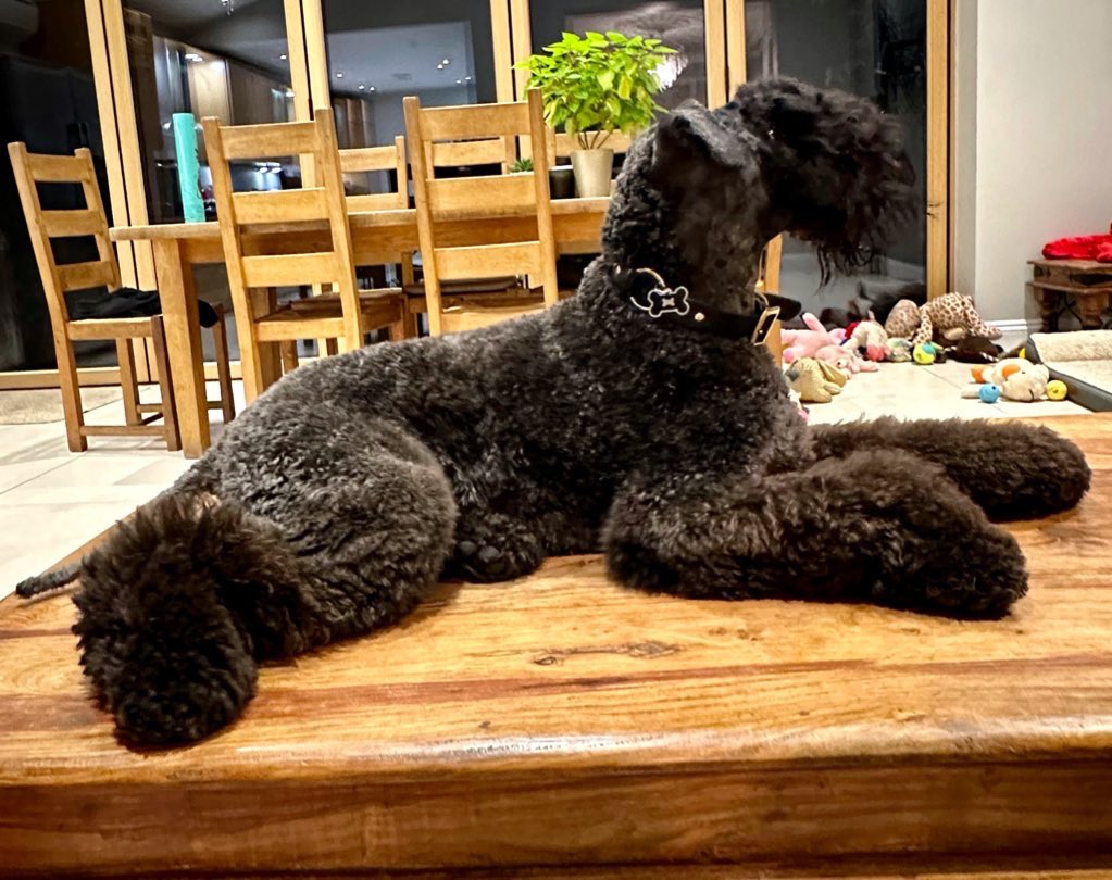 ChesterKBT's tweet photo. @DogsTrust @DT_Canterbury This is Me! I'm Chester a #kerryBlueTerrier https://t.co/hSfPksF1IE