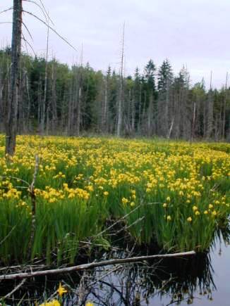 BOLO for this invader & don't let its beauty fool you. Yellow flag iris is native to Eurasia & North Africa. In North America, it spreads rapidly in shallow waters & wetlands & is toxic to livestock if consumed.

#WAPMS #invasiveplants #aquaticweeds #noxiousweeds