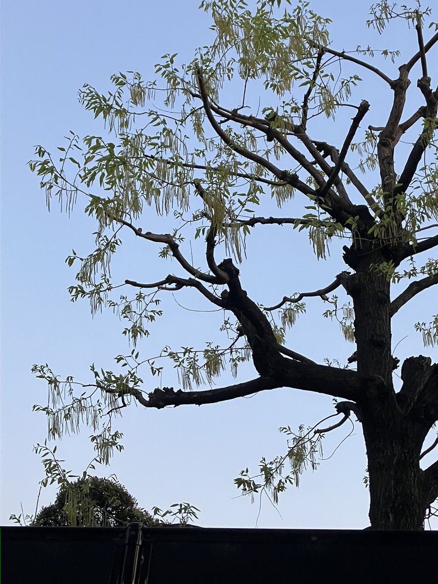 tree no humans outdoors sky scenery blue sky day  illustration images