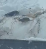 dcduba's tweet image. mouse spotted: