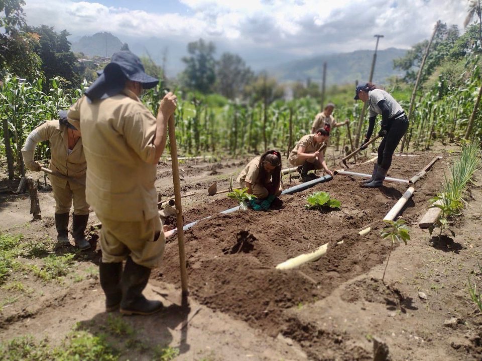 #AgriculturaUrbana 👩🏻‍🌾
Seguimos apoyando la huerta ubicada en la Reclusión de Mujeres Villa Josefina. Les enseñamos: 
🌿Adecuación de terreno. 
🌱 Fertilización de siembra. 
 🦠Manejo de plagas y enfermedades.
🥒Seguridad Alimentaria. 
¡Gracias a todas por su 
 entrega!