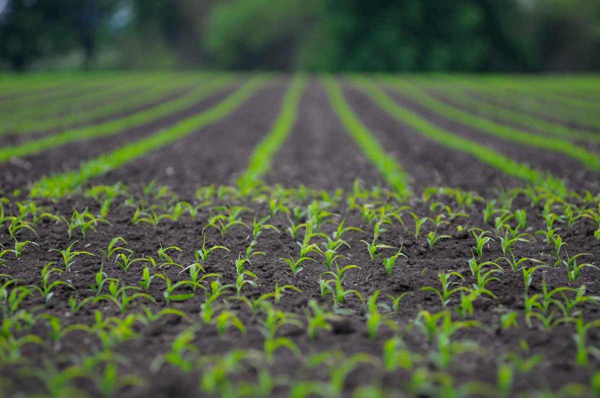 Thank you, @HessCorporation! $50M gift will advance Salk’s Harnessing Plants Initiative—an effort to mitigate climate change by optimizing plants, supporting wetlands to increase capture of atmospheric carbon—and establish the Hess Center for Plant Science bit.ly/3GeUK6K