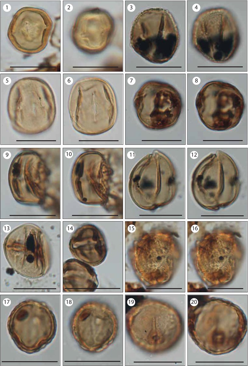 AsiaPaleofloras's tweet photo. #Biostratigraphy and #Paleoenvironments of the Pirabas Formation (#Neogene, Pará State-#Brazil)
https://t.co/QTk889woxw https://t.co/55rDaRdGpA
