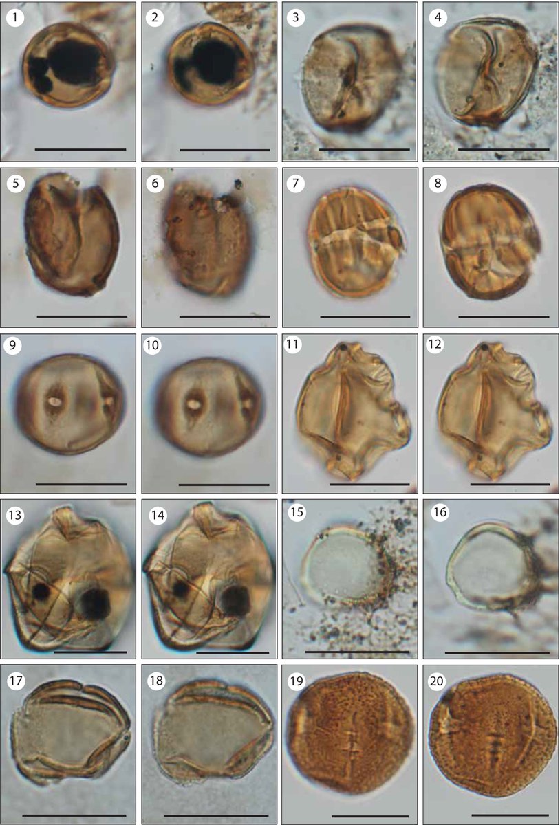 AsiaPaleofloras's tweet photo. #Biostratigraphy and #Paleoenvironments of the Pirabas Formation (#Neogene, Pará State-#Brazil)
https://t.co/QTk889woxw https://t.co/55rDaRdGpA