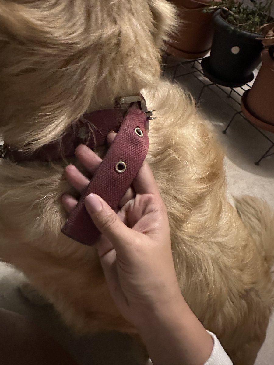 ShagunOhri's tweet photo. LOST DOG. Pls RT

Location; Service Road along Nirula’s (near the temple), Indiranagar

A lost male golden retriever followed me home. He has no name tag but a maroon martingale collar. 

Looks 5 years +, not neutered

Is well groomed, definitely lost

Please DM on 9833052771 https://t.co/6o1lTnDKfS