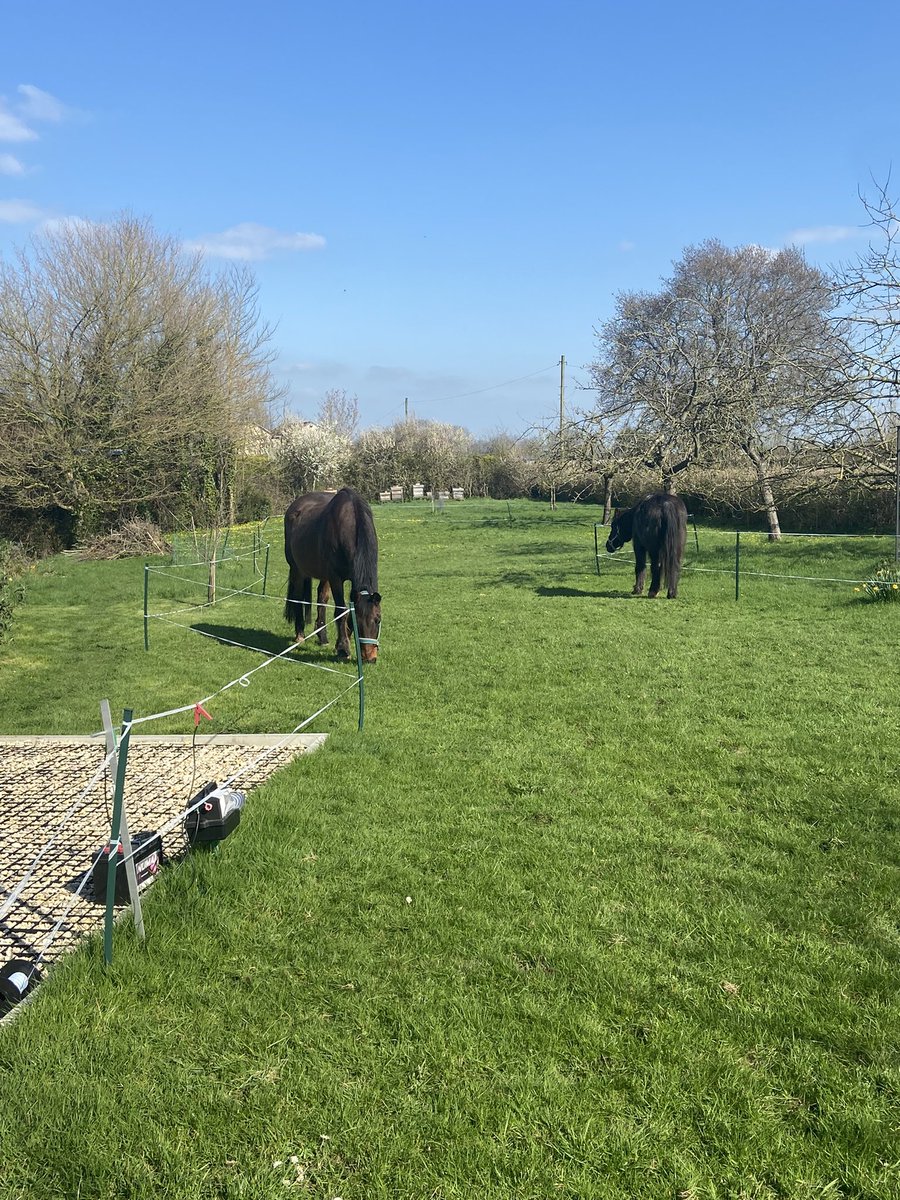 Holidays are about the little things-blue sky, green grass and happy ponies!