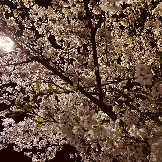 夜桜といえば夜桜四重奏しか出てきません 