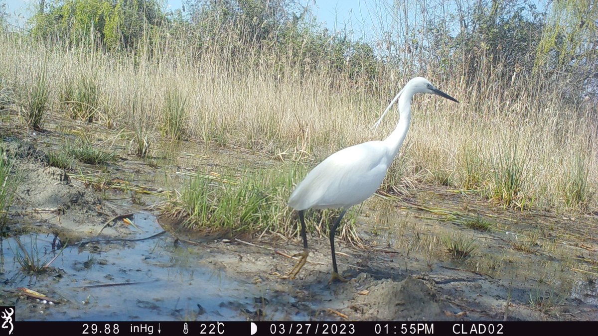 LifeForestAll's tweet photo. Falco di palude, volpe, garzetta e nitticora "catturate" nelle ultime immagini dalle fototrappole in Oasi @WWFitalia di #ValleAverto .

#LifeForestAll 
#Natura2000 #LIFEProgramme #LIFEProject  @cinea_eu https://t.co/6TrWCaUtdD