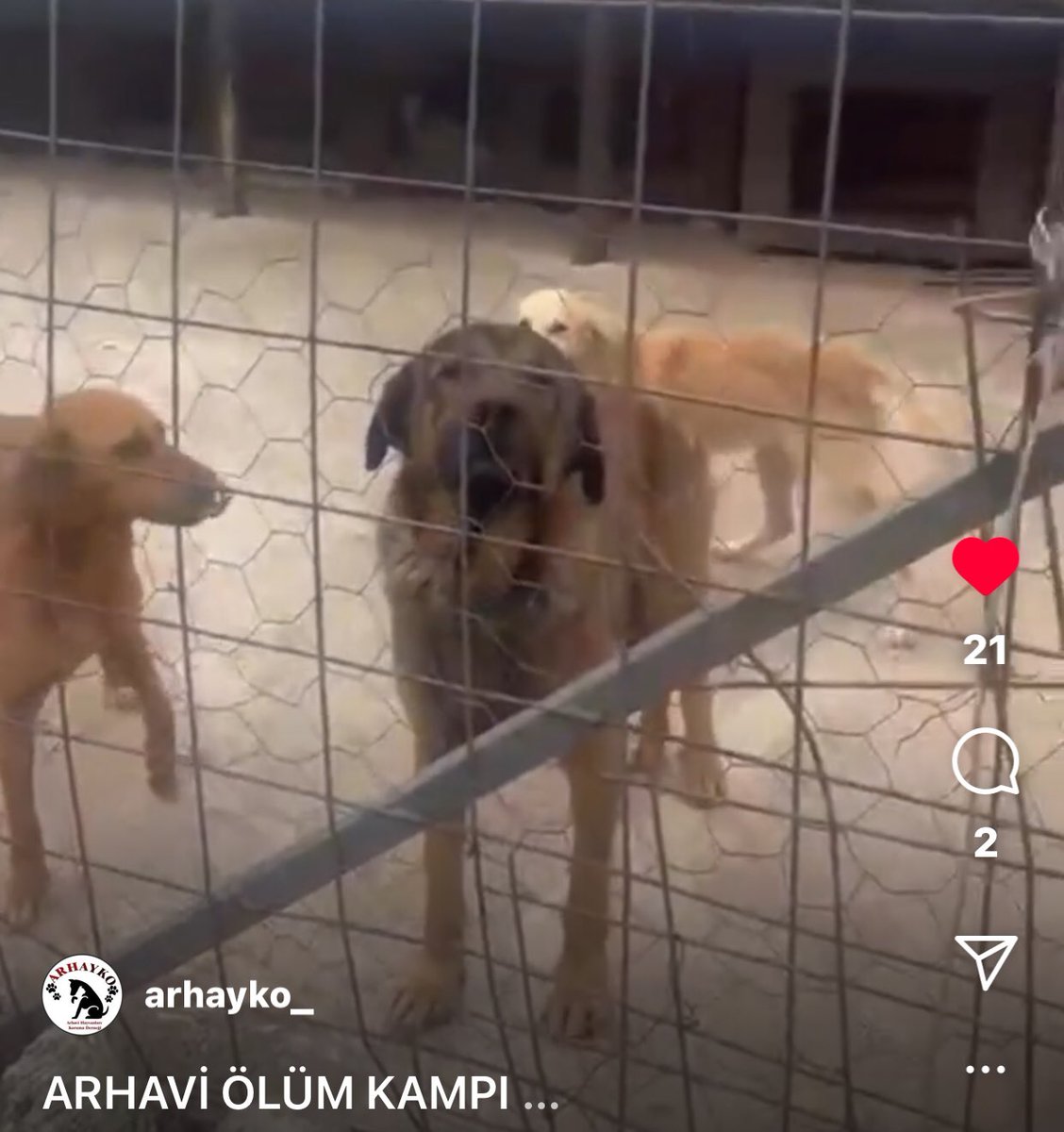 Artvin,Arhavi’de toplanan köpeklere ne oluyor‼️ @artvinbeltr <a href="/Arhavibel/">Arhavi Belediyesi</a> <a href="/milliparklar/">Milli Parklar</a> <a href="/arhayko/">Arhavi Hayvanları Koruma Derneği</a> #SokakHayvanlarıSahipsizDeğil Bu hayvanları  yok edenlere👇🏻 #oyyok