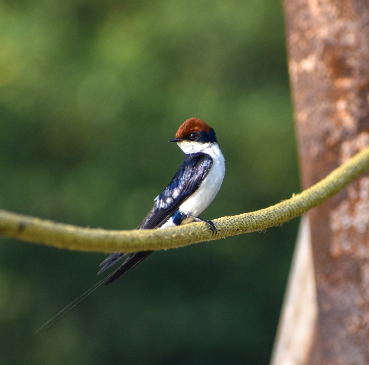 𝓦𝓲𝓻𝓮-𝓣𝓪𝓲𝓵𝓮𝓭 𝓢𝔀𝓪𝓵𝓵𝓸𝔀, 𝓖𝓸𝓪
#IndiAves #BirdsOfTwitter 
#birdwatching #ThePhotoHour #ThePhotoMode #BirdsofGoa