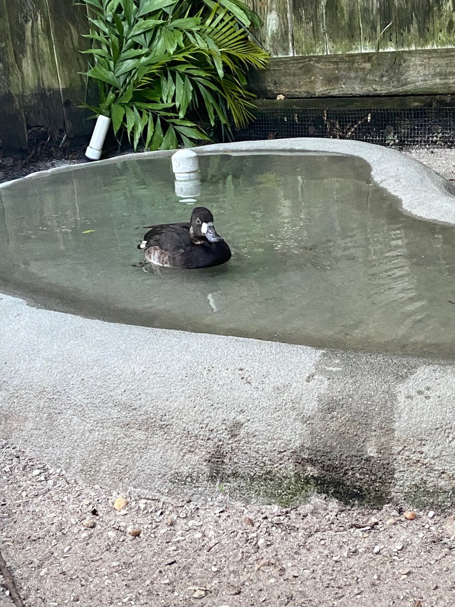Paddling into the new week like .... 🌊

📸Resident Wilma, Lesser Scaup by Rin Orr

#saveourseabirds #sos #rescue #rehabilitate #release #residentbirds #birdwalk #lesserscaup