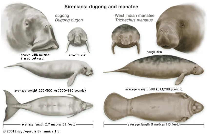 IPBES's tweet photo. 🌊Manatees &amp; dugongs are (mostly) slow-moving, herbivorous marine mammals.

One difference between them is their habitat. Dugongs rarely leave saltwater, whereas manatees can be found both in fresh and saltwater.

👇Learn about their physical differences w/ @britannica https://t.co/rrbkSzGriO