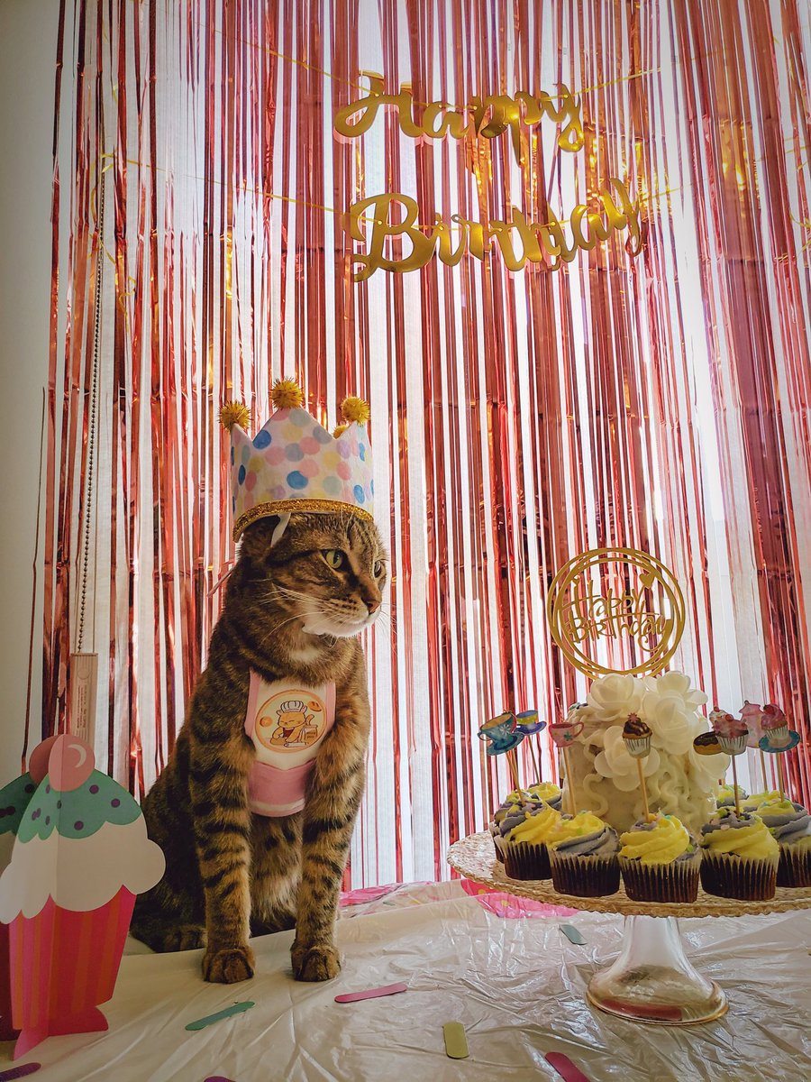 kitty_mojito's tweet photo. A party fit for a queen! Happy 11th birthday Kitty Mojito! #twitterweek @catsofinstagram https://t.co/IQ5jo42fRc