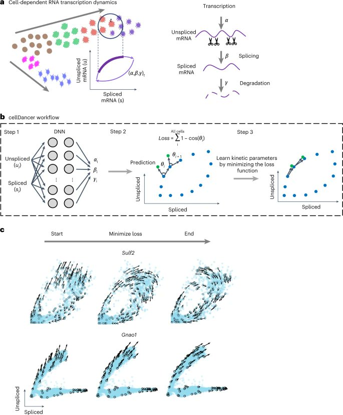 A relay velocity model infers cell-dependent RNA velocity go.nature.com/3GaKgFa