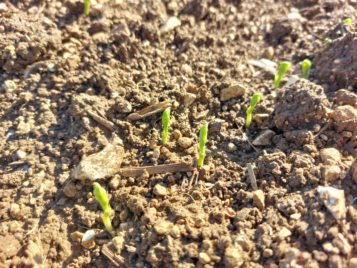 Belle levée dans nos essais #poisproteagineux en terre de craie 🌱😀

#planproteines 

<a href="/noriapcoop/">noriap</a> <a href="/agrosolutions/">Agrosolutions 🔍 💧 🌾 🤝</a> <a href="/terresinovia/">Terres Inovia</a> <a href="/latraye/">latraye</a> <a href="/GuillaumeBOYET/">Guillaume Boyet - NORIAP 🧢</a> <a href="/EstelleCleuet/">Cleuet Estelle NORIAP</a> <a href="/ReneePREVOST80/">Renée PREVOST (NORIAP)</a> <a href="/SucNicolas/">Suc Nicolas</a> <a href="/laout_vincent/">Vincent Laout</a>