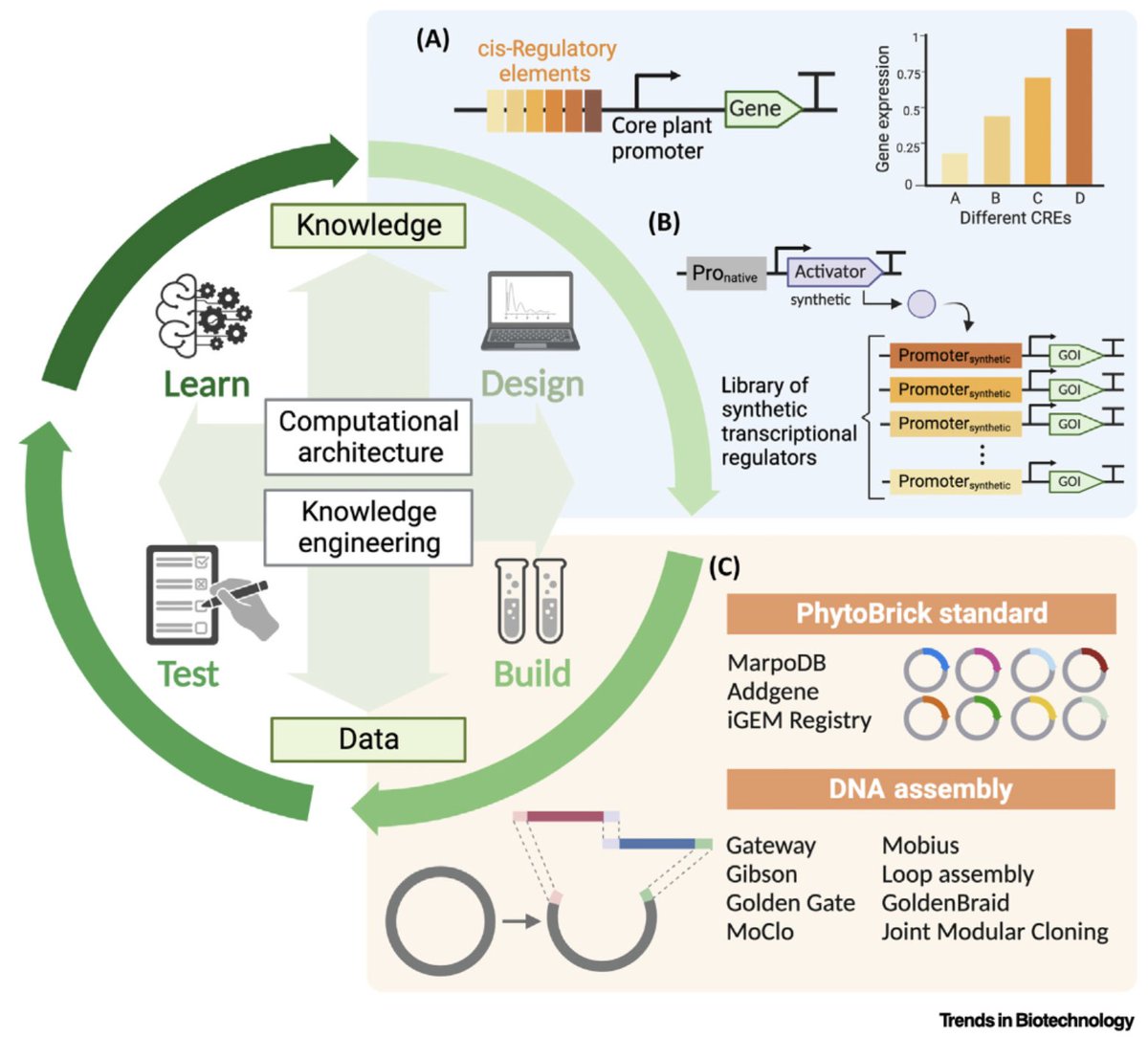 Our review of 'Synthetic biology for plant genetic engineering and molecular farming' is now published at @TrendsinBiotech! Check it out for the most recent exciting developments of plant synthetic biology and what they can do for us 🌿🧬