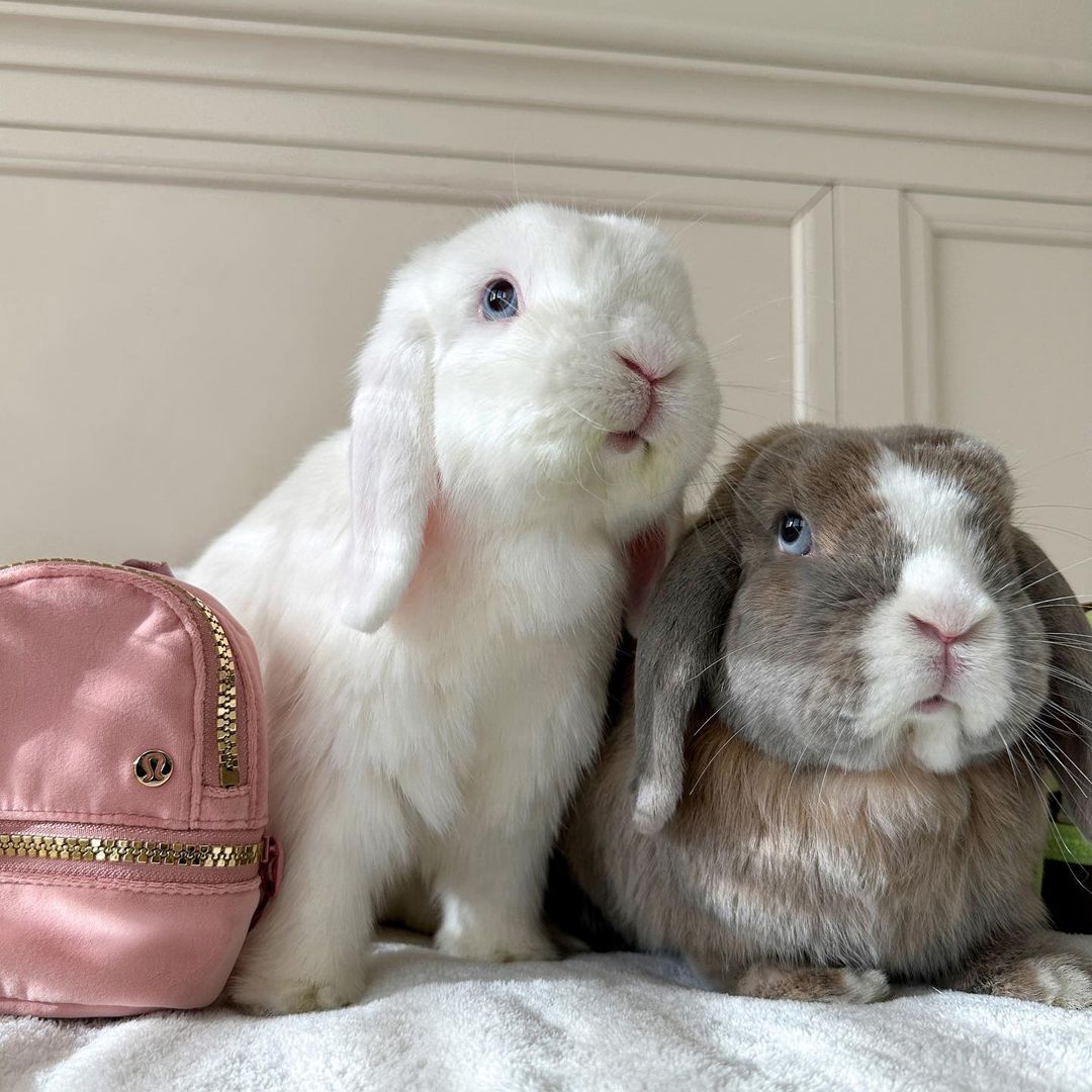 rabbit lover (@rabbitloverscom) on Twitter photo 