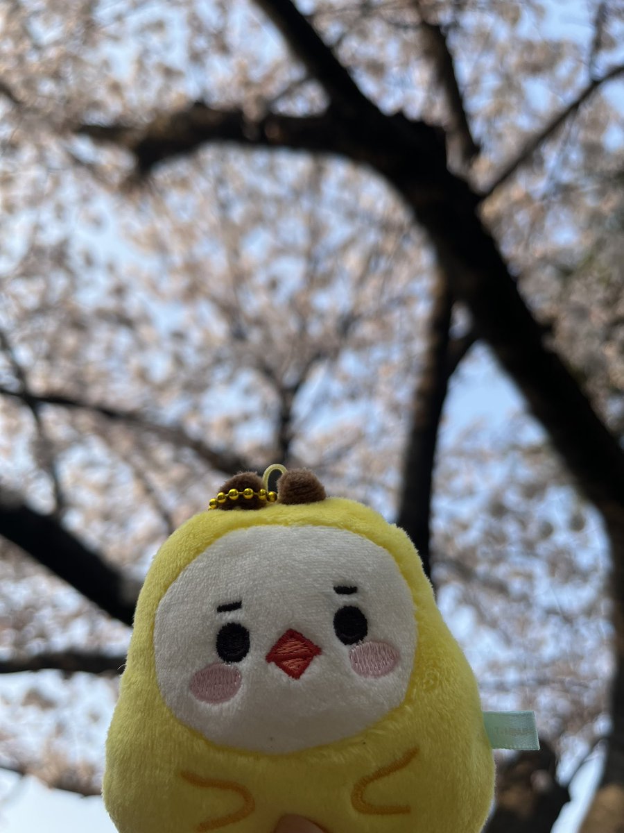 치피랑 벚꽃보고 왔오!!