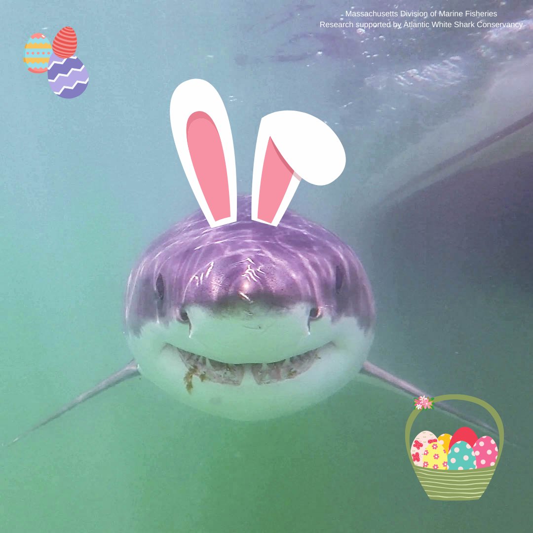 Happy Easter from all of us at AWSC! 🦈 🐰