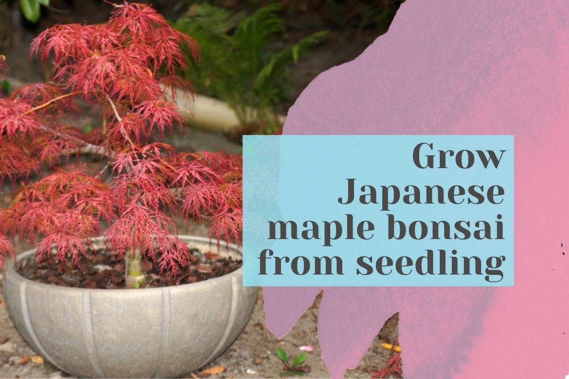 AgroTexGlobal's tweet photo. Grow Japanese maple bonsai from seedling 
 
https://t.co/WbCtVsps2j
 
#agriculture #agriculturenews #agrinews #agronews #farming #agricultureworld #agrilife #fruit #vegetable #agritech #Krishinews #farmer #producetrade #producenews https://t.co/LFAUlVqCic